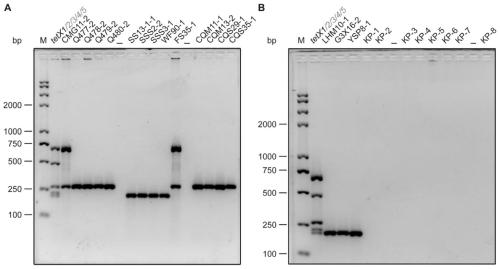 Tigecycline resistance gene family tetX multiplex PCR detection kit