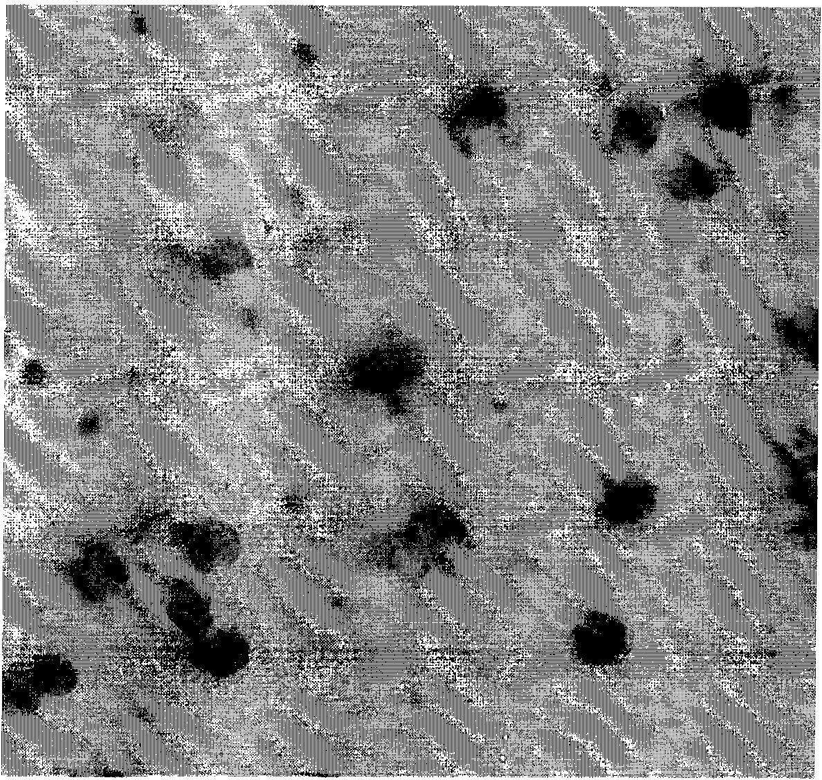 In-situ hybridization assay kit and detection method for PLAU gene and application of kit