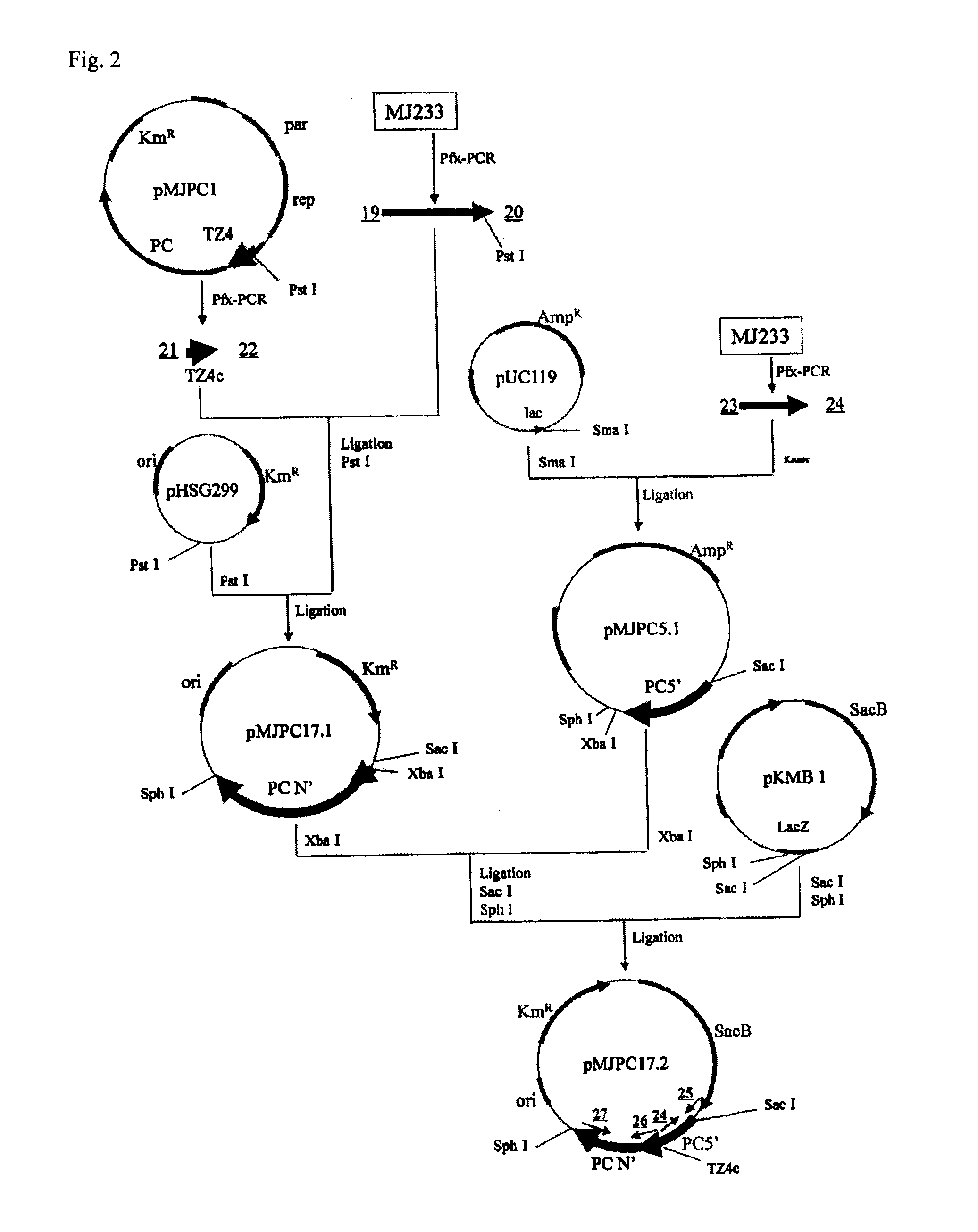 Method for producing polymer, method for producing organic acid, and organic acid-producing microorganism