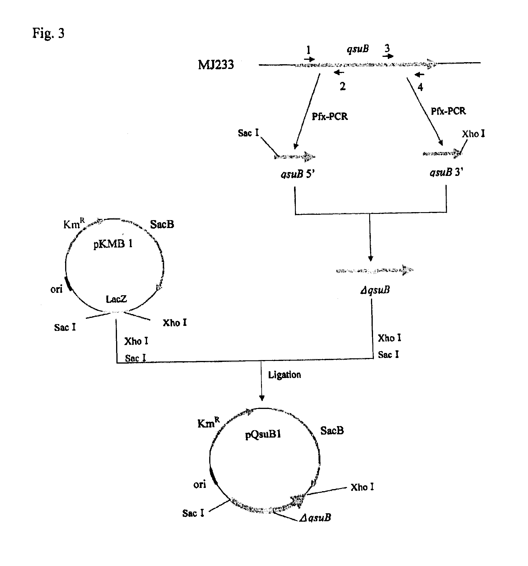 Method for producing polymer, method for producing organic acid, and organic acid-producing microorganism