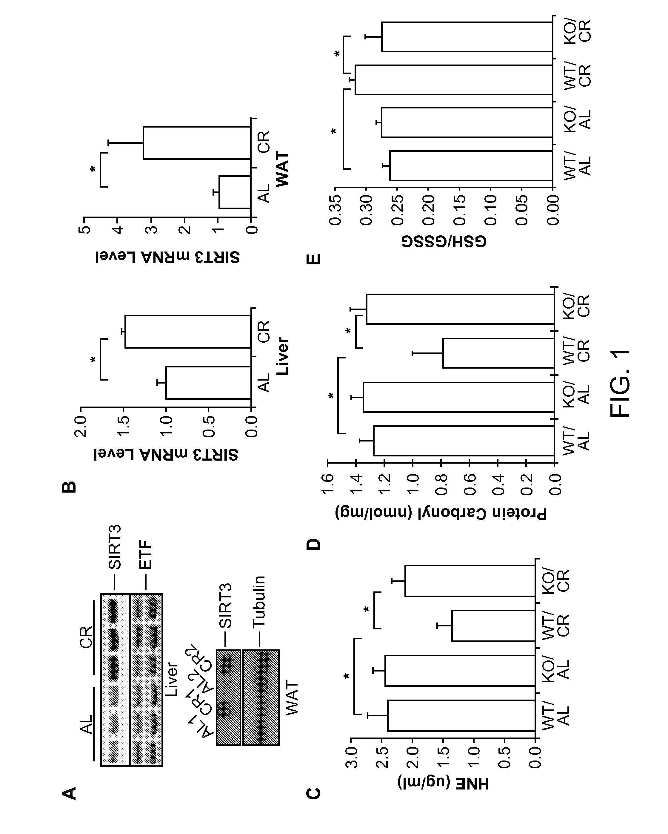 Superoxide dismutase variants and methods of use thereof