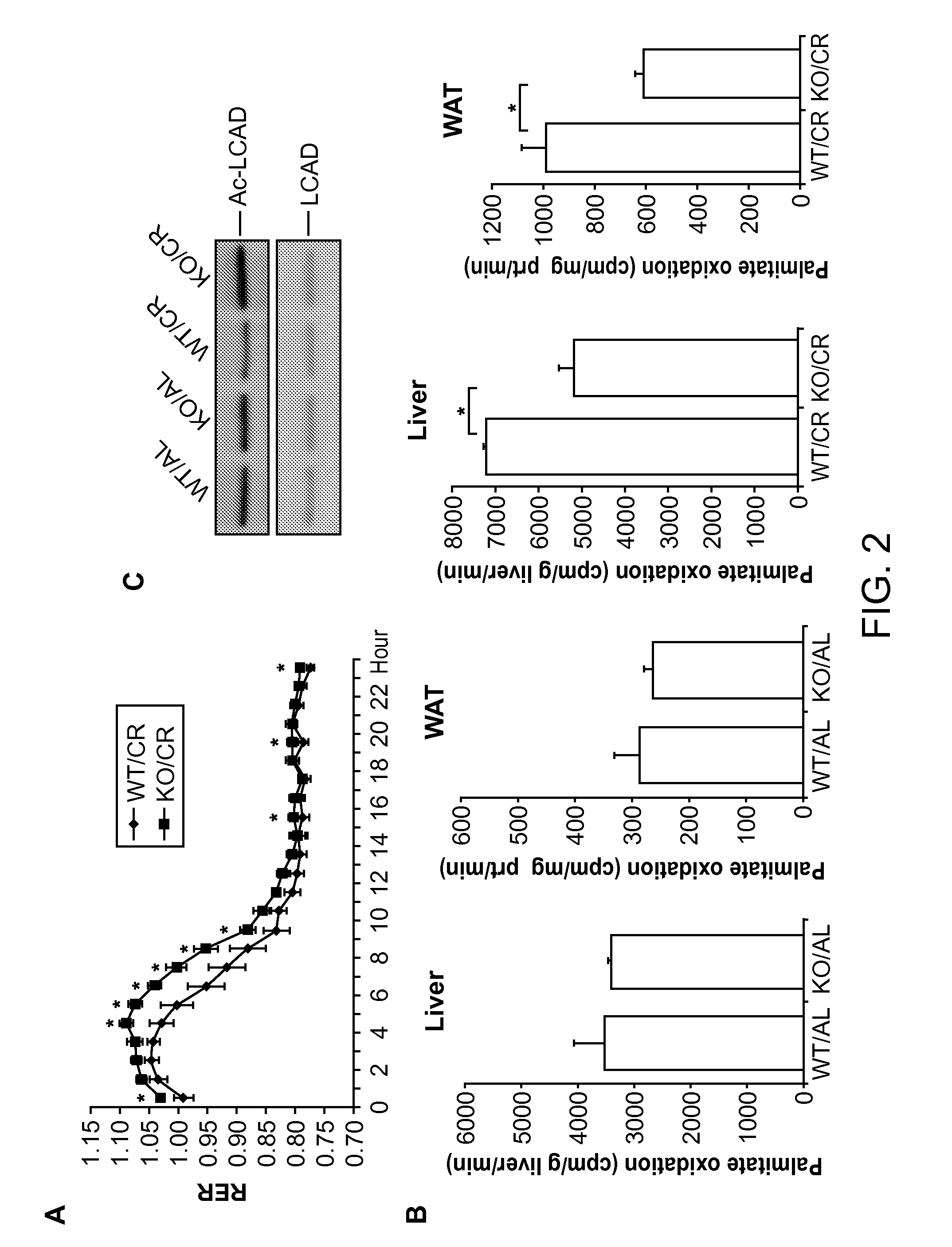 Superoxide dismutase variants and methods of use thereof