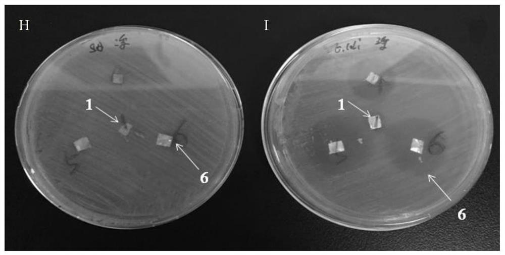 Exosome/honey compounded drug-loaded sustained-release microspheres and preparation method thereof