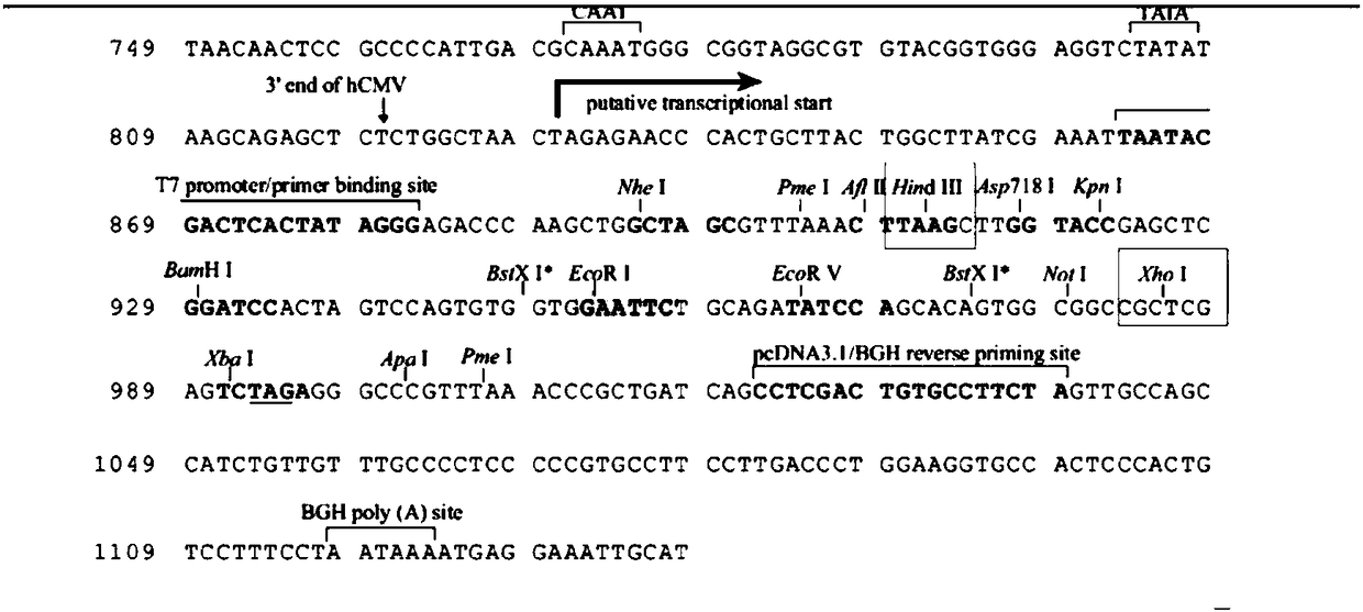 Anti-Hib-RSV-meningococcus-pneumococcus combination vaccine