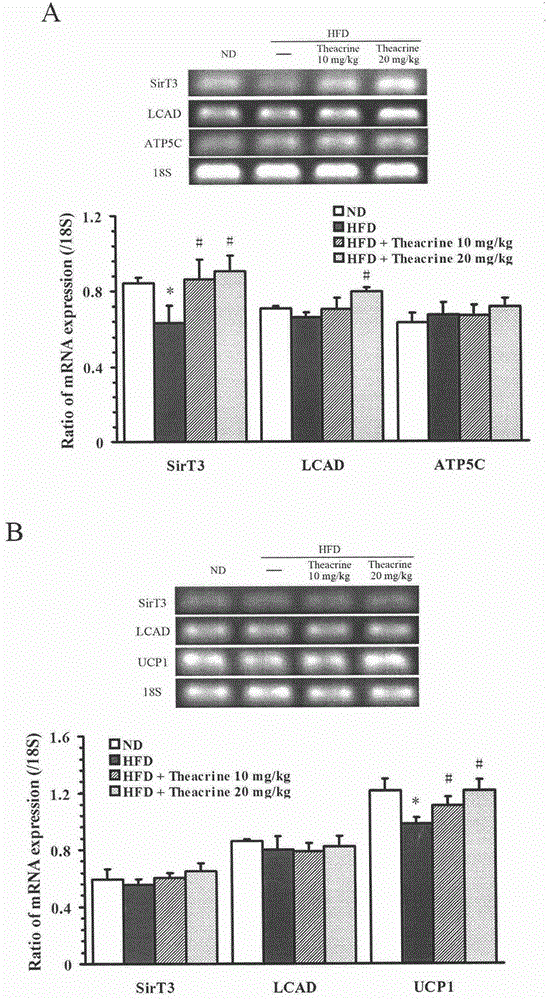 New application of theacrine in promotion of fat burning