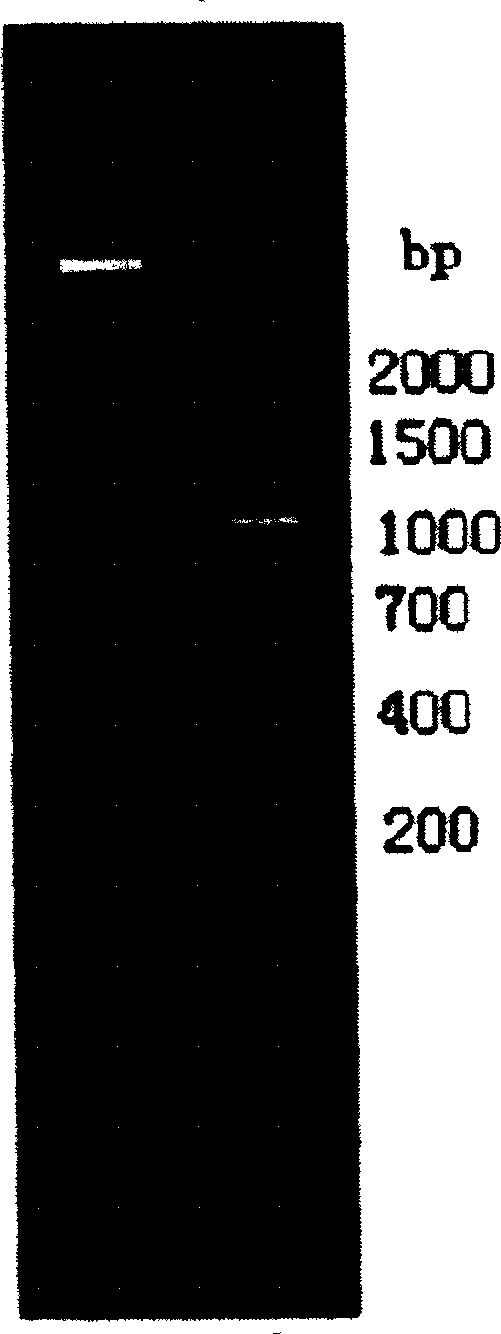 Virus-like particle containing RNA virus nucleic acid and its preparing method and use