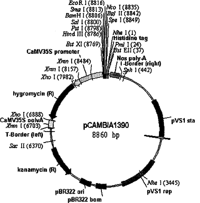 Construction and transform expression method of human alkaline fibroblast growth factor plant expression vector