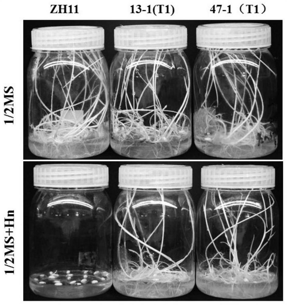 Sorghum α-amylase and its encoding gene and application