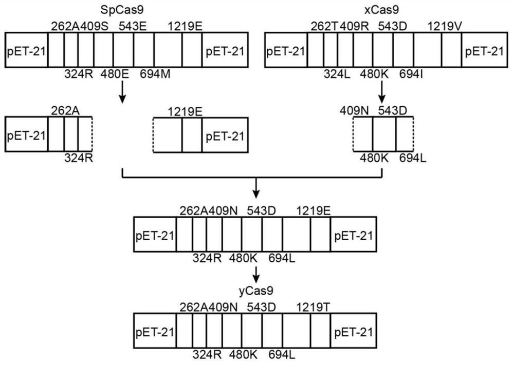 Optimum design method of structure-based CRISPR protein