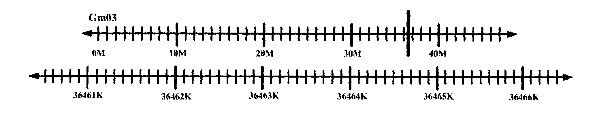 Soybean PLP enzyme, encoding gene and application thereof