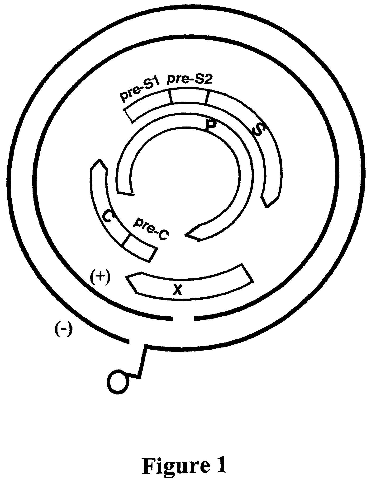 Hepatitis B virus DNA polymerase and surface antigen variants and methods of using same