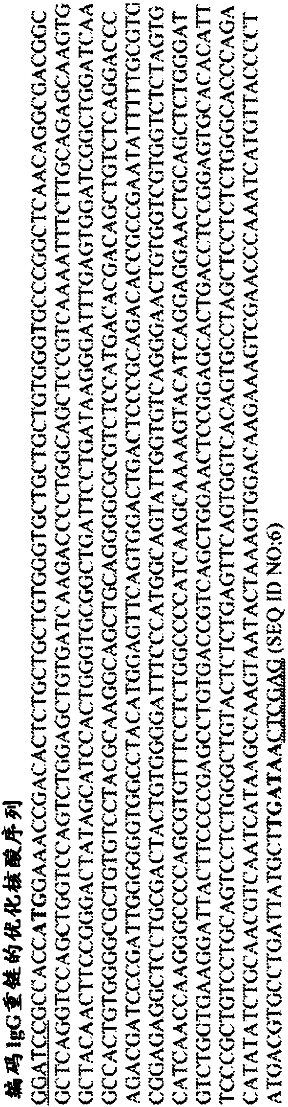 DNA antibody constructs and method of using same