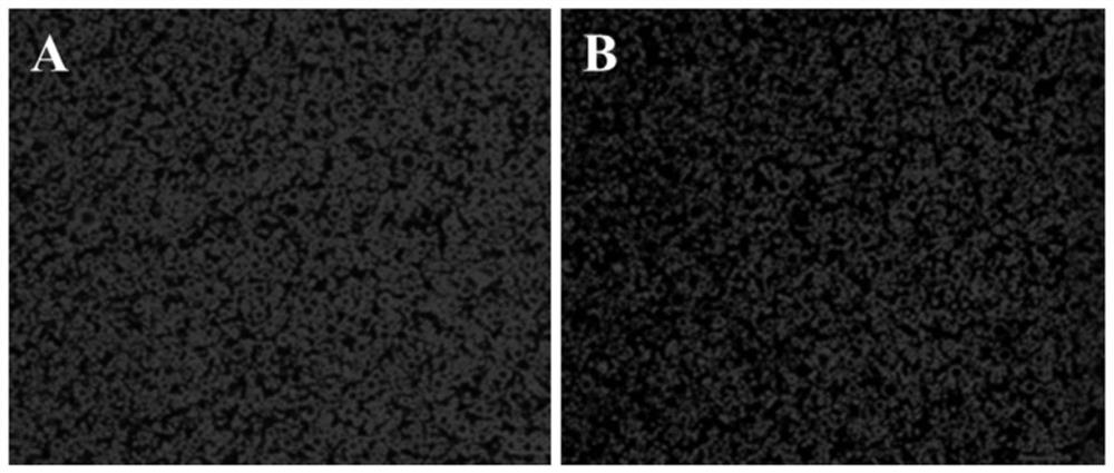 Donkey milk product as well as preparation method and application thereof