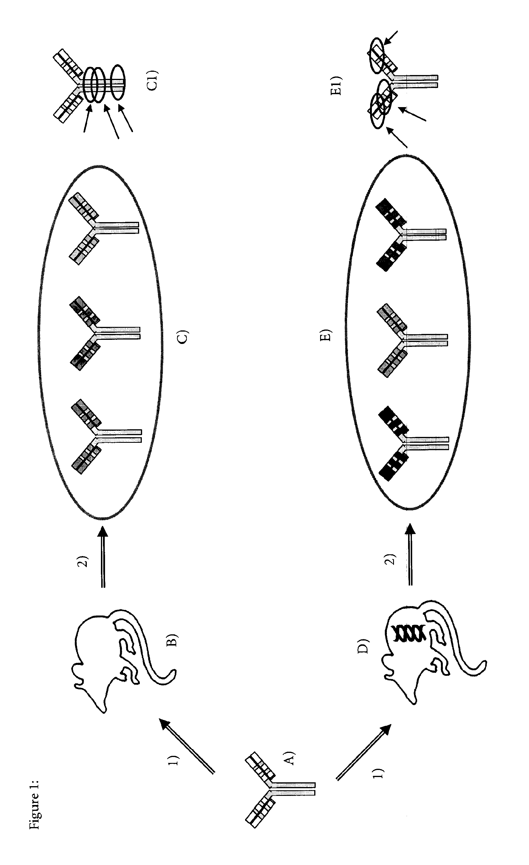 Method for producing Anti-idiotypic antibodies