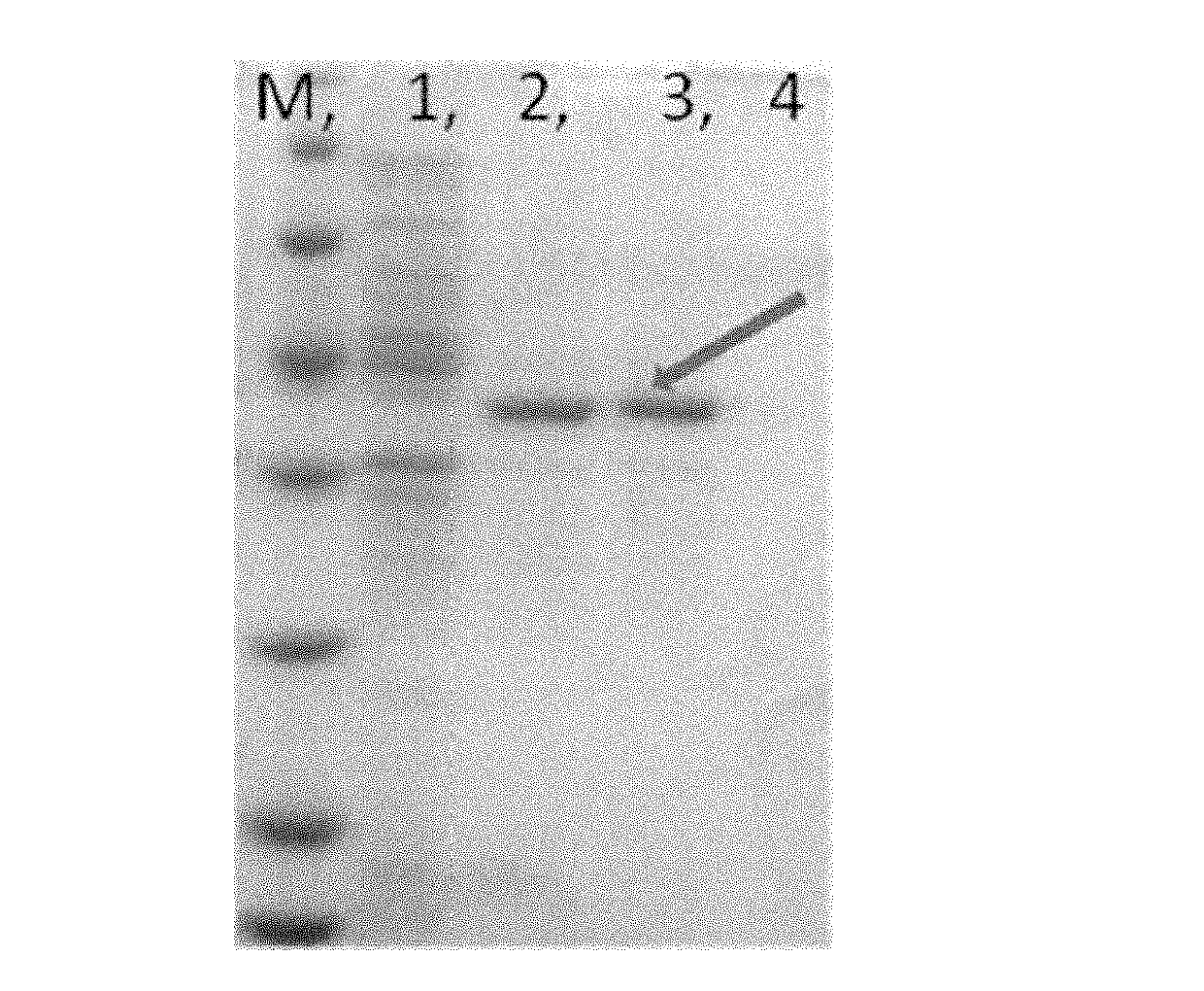 Lipase