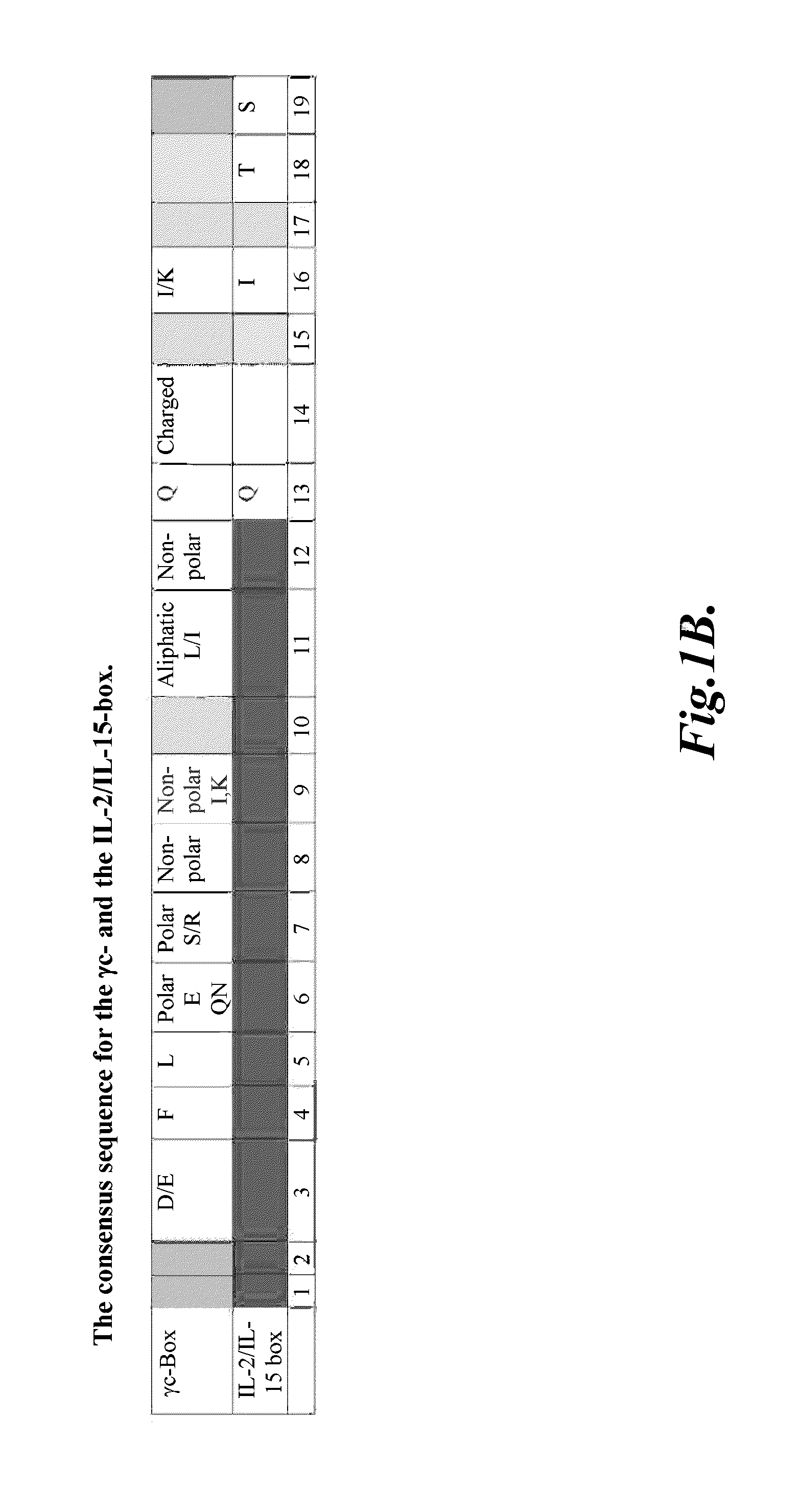 Compositions and methods for modulating γ-c-cytokine activity