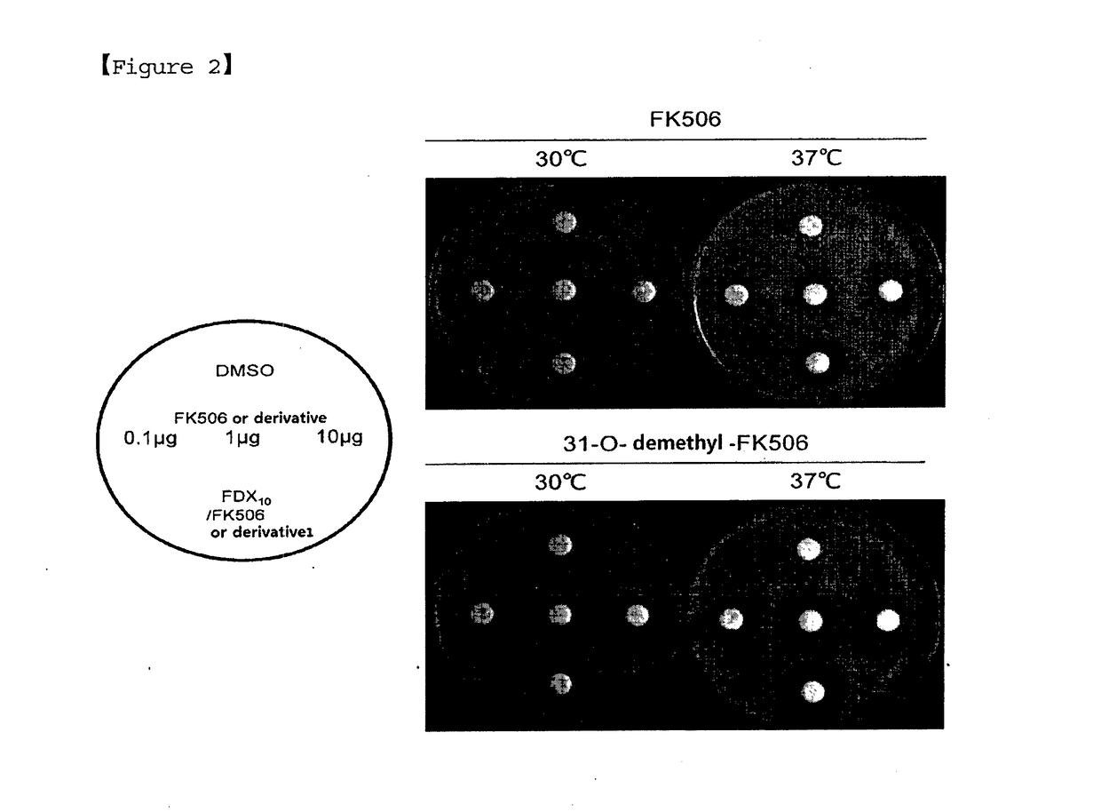 Pharmaceutical composition containing fk506 derivative for treating fungal infection caused by genus cryptococcus and genus candida and use thereof