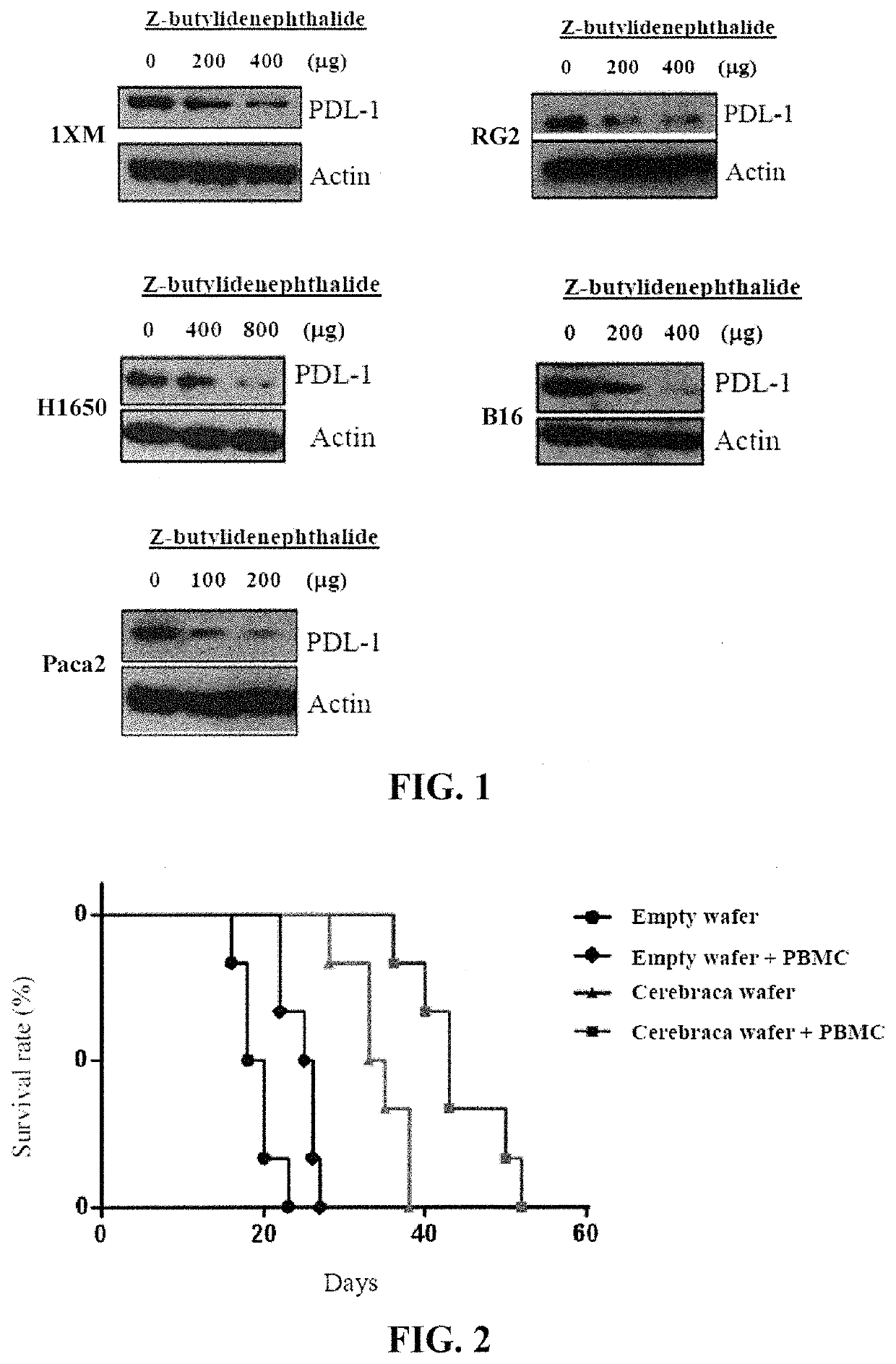 Use of Z-butylidenephthalide in activating autoimmune system