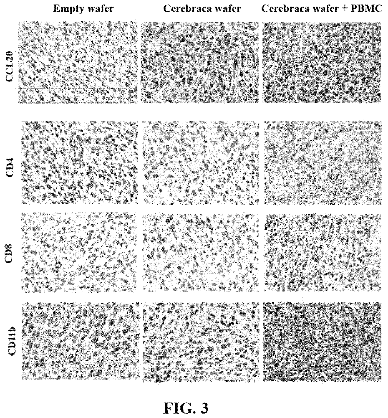 Use of Z-butylidenephthalide in activating autoimmune system