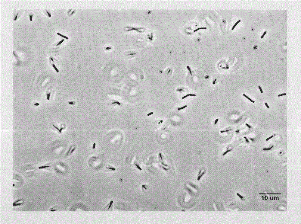 Novel probiotic strain and application thereof