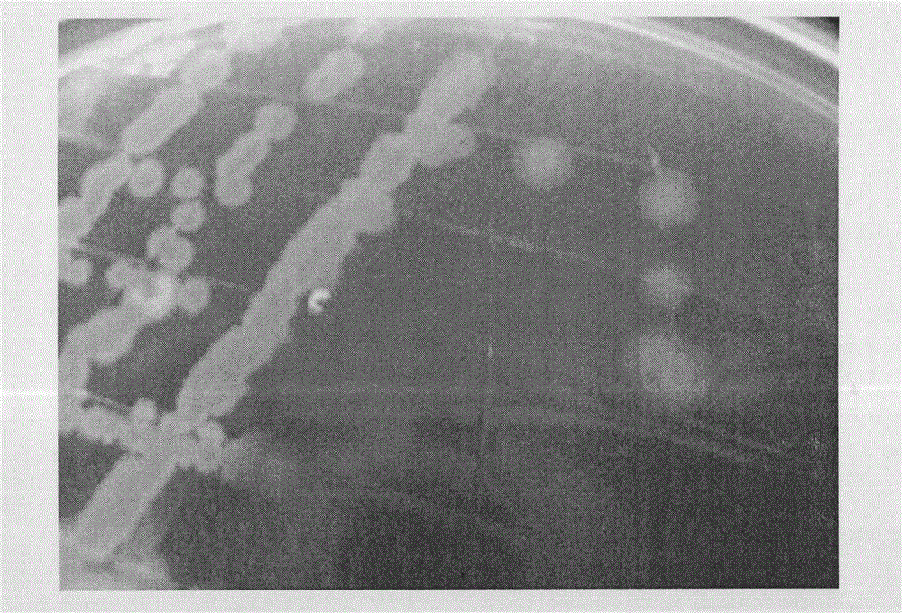 Novel probiotic strain and application thereof