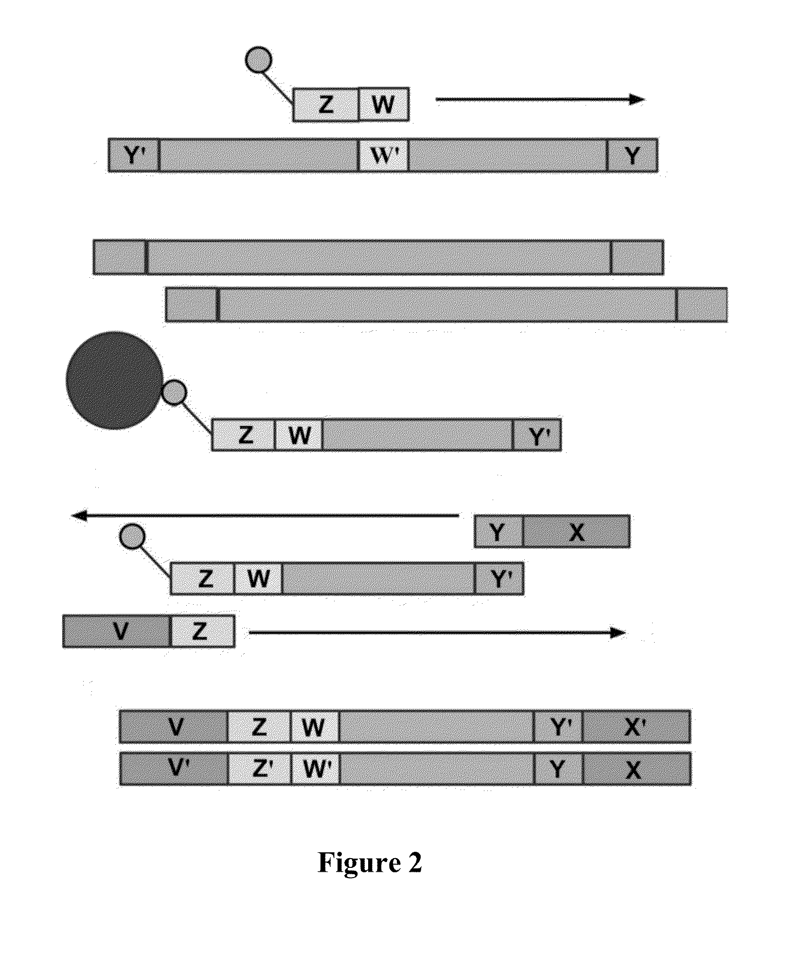 Methods and compositions for enrichment of target polynucleotides