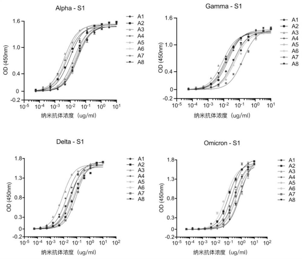 High affinity nanoantibodies of SARS-CoV-2 alpha, gamma, delta and o mutants camel source