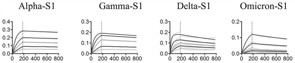 High affinity nanoantibodies of SARS-CoV-2 alpha, gamma, delta and o mutants camel source