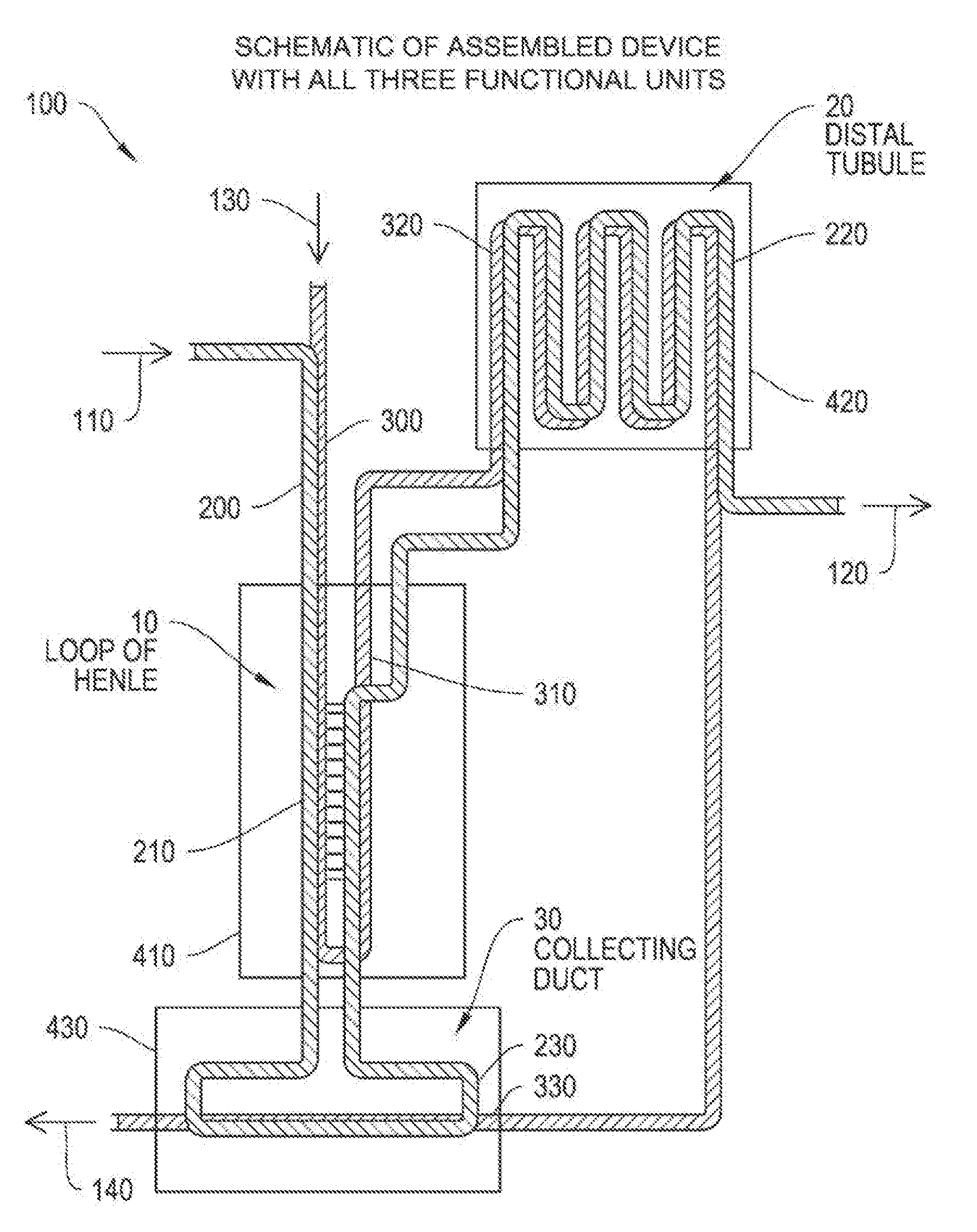 Systems, methods and devices relating to a cellularized nephron unit