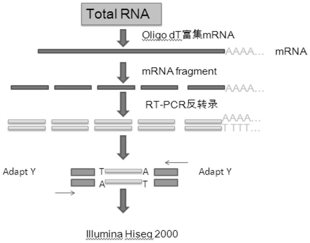 A method for developing Ainaxiang ssr primers based on transcriptome sequencing