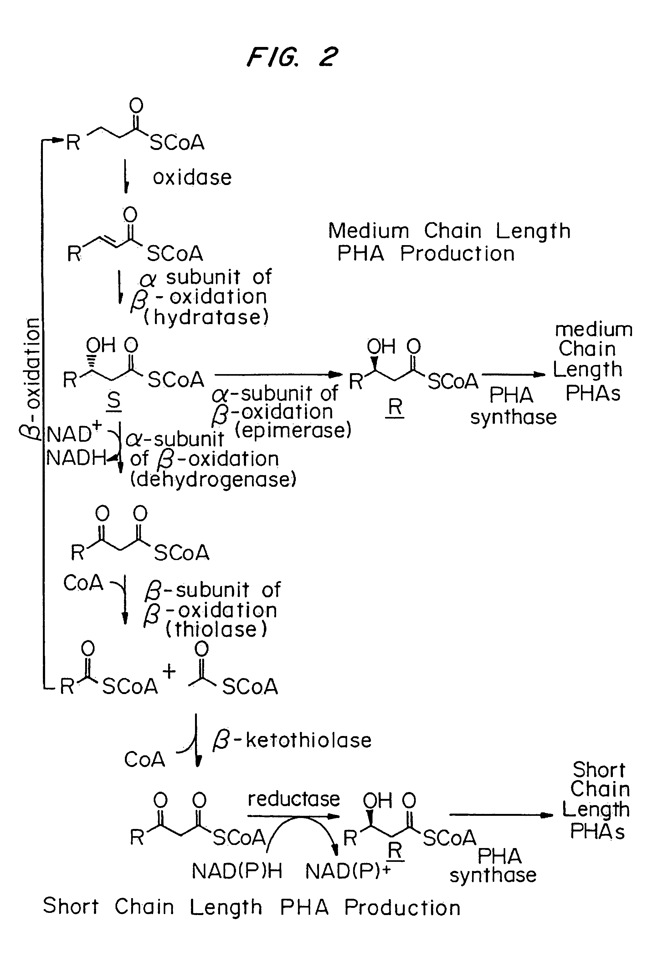 Multi-gene expression constructs containing modified inteins