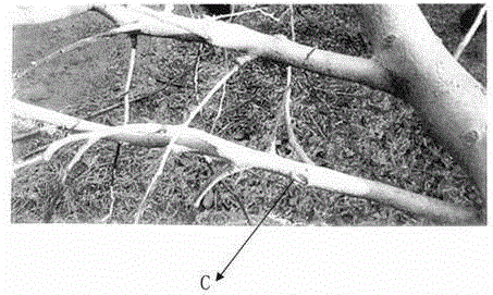 Wound healer for trees and application thereof