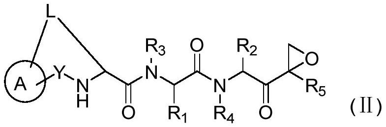 Tripeptide macrocyclic derivatives, preparation method and application thereof