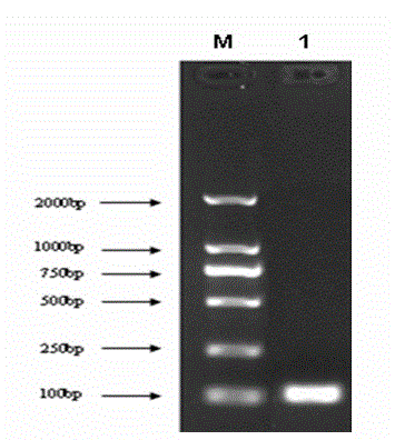 Construction of PD-L2 recombinant plasmid of chick peripheral blood mononuclear lymph cell, gene abundance real-time detecting method and application thereof