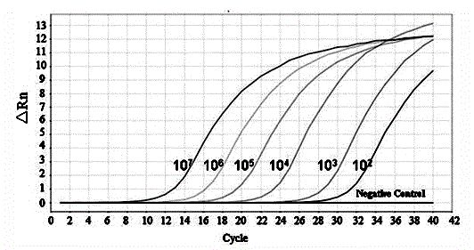 Construction of PD-L2 recombinant plasmid of chick peripheral blood mononuclear lymph cell, gene abundance real-time detecting method and application thereof