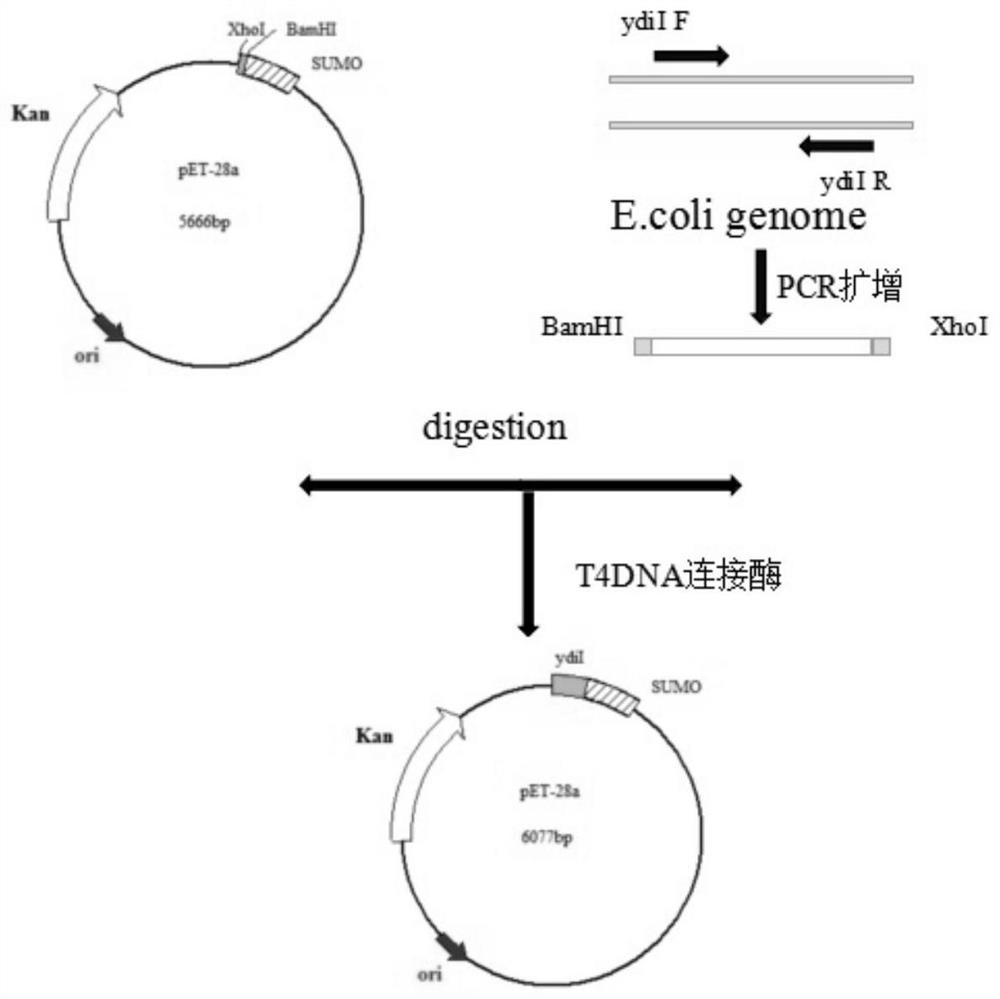 A method for preparing 10-hydroxy-2-decenoic acid using resting cells of Escherichia coli engineering bacteria