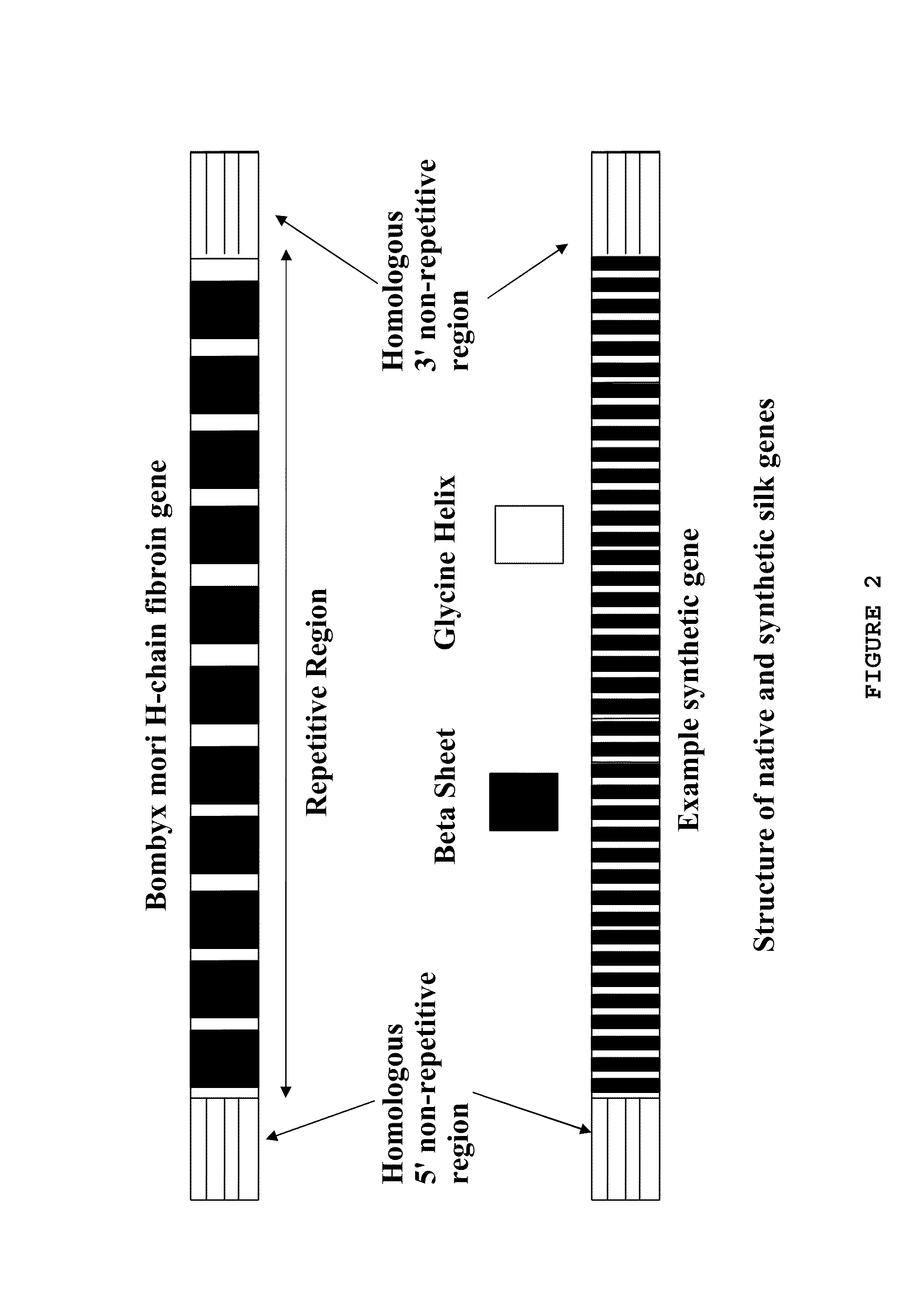 Methods, compositions and systems for production of recombinant spider silk polypeptides