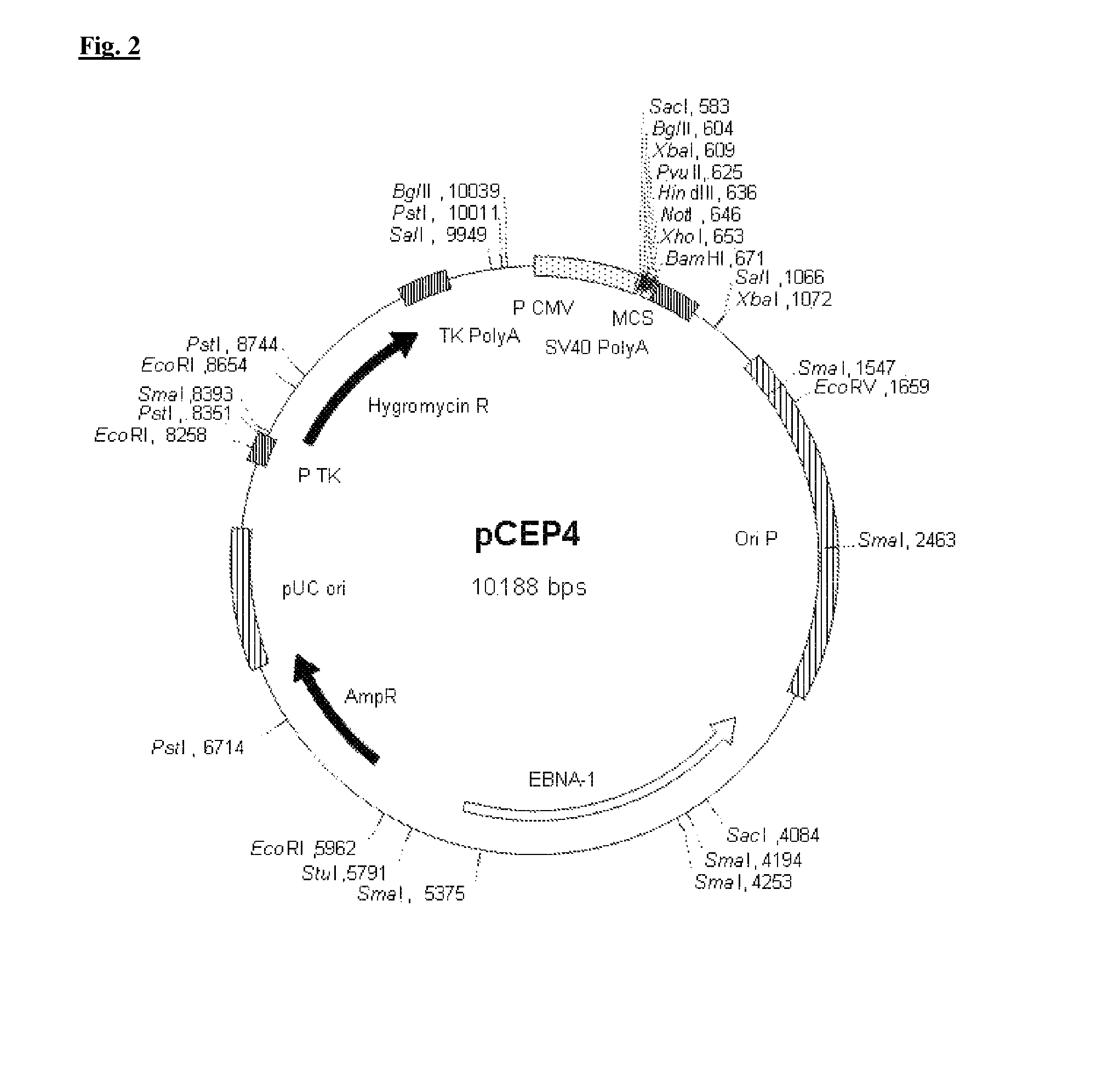 Genotoxic testing