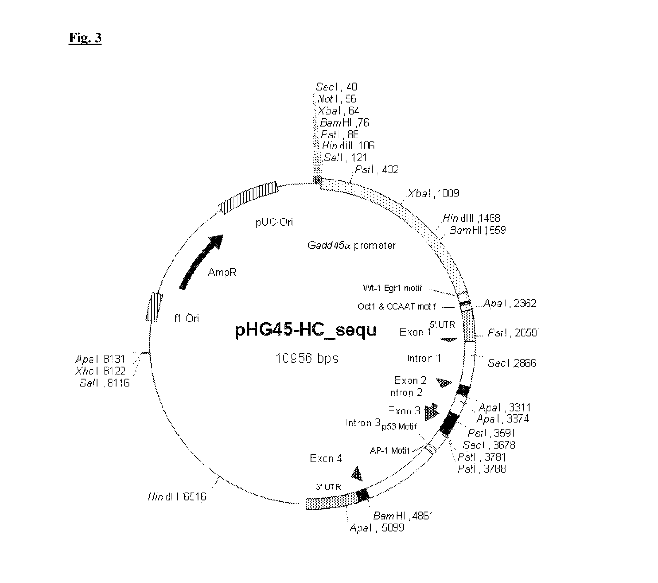 Genotoxic testing