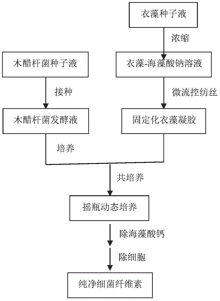 Method for constructing microorganism co-culture system for producing bacterial cellulose