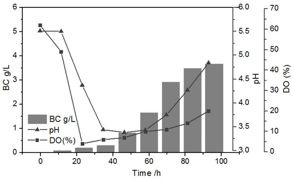 Method for constructing microorganism co-culture system for producing bacterial cellulose