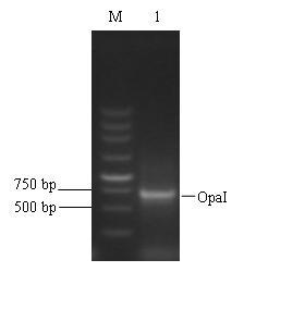 Gonococcus immunodepression mutant gene delta opaI and mutation method thereof