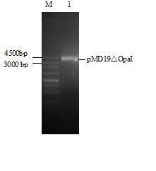 Gonococcus immunodepression mutant gene delta opaI and mutation method thereof