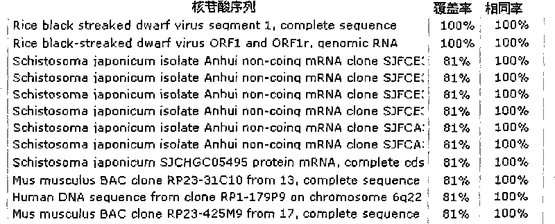 RT-PCR detection method of ordinary rice black streaked dwarf virus (RBSDV)