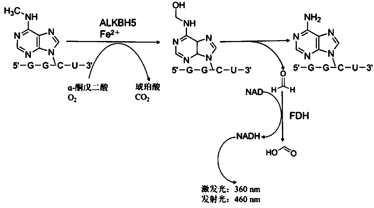 High-throughput screening method of ALKBH5 small molecule inhibitor
