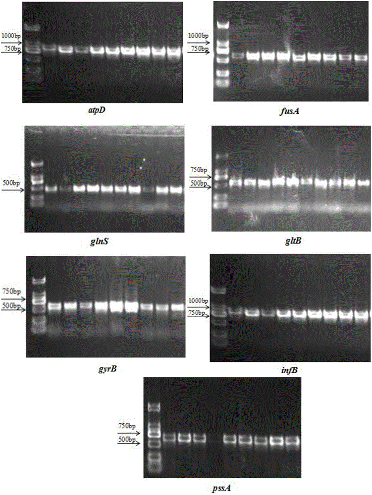 Tracing method of cronobacter spp. in infant formula milk powder