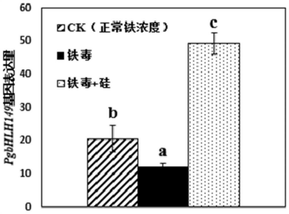 Panax ginseng pgbhlh149 transcription factor and its application