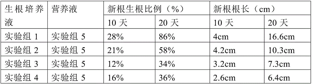 Method for cultivating phalaenopsis by using nutrient solution