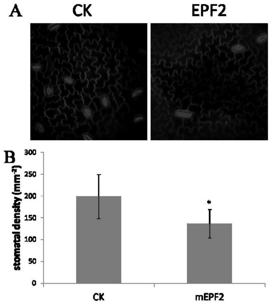 A method for improving the drought resistance of apples by external application of artificial synthetic peptides