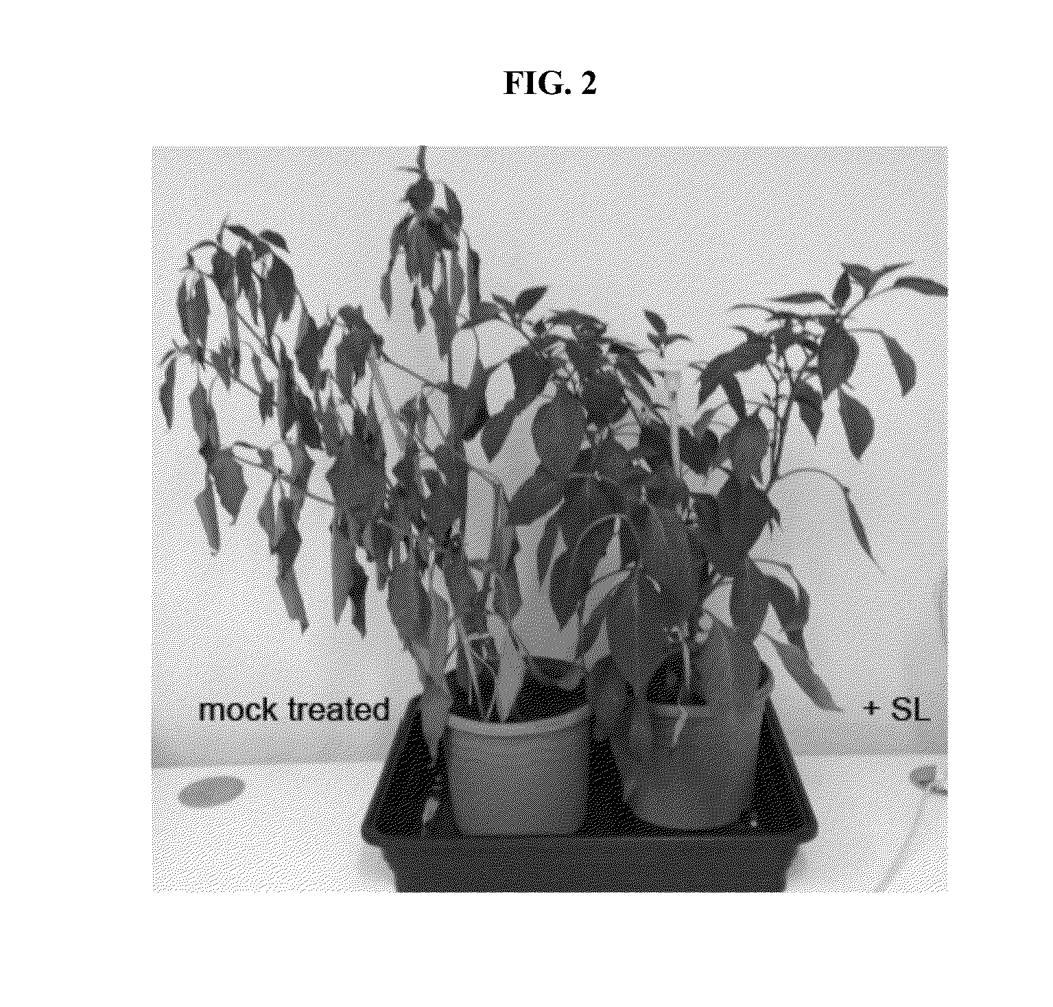 Strigolactone formulations and uses thereof